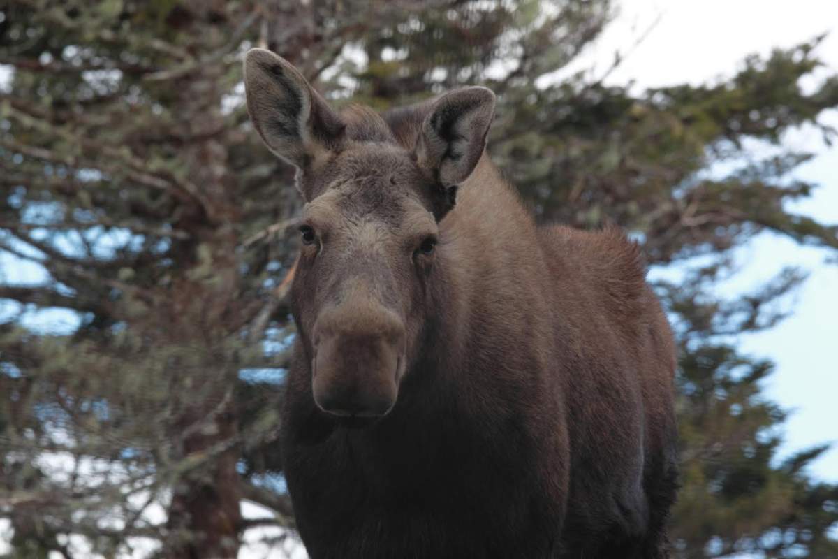 Moose hunting season in New Brunswick will run September 20-24, 2016.