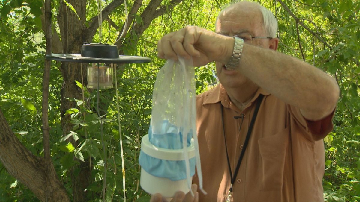 Phil Curry examines the species of mosquito that contracts the West Nile virus.