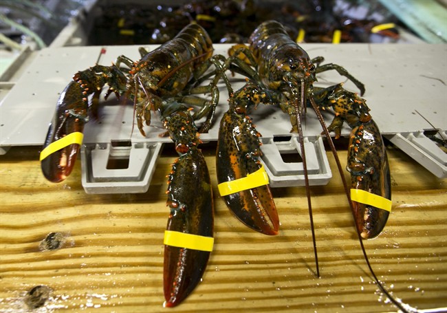 Lobster could be duty-free under TPP