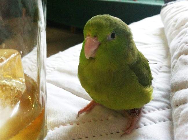 pet birds