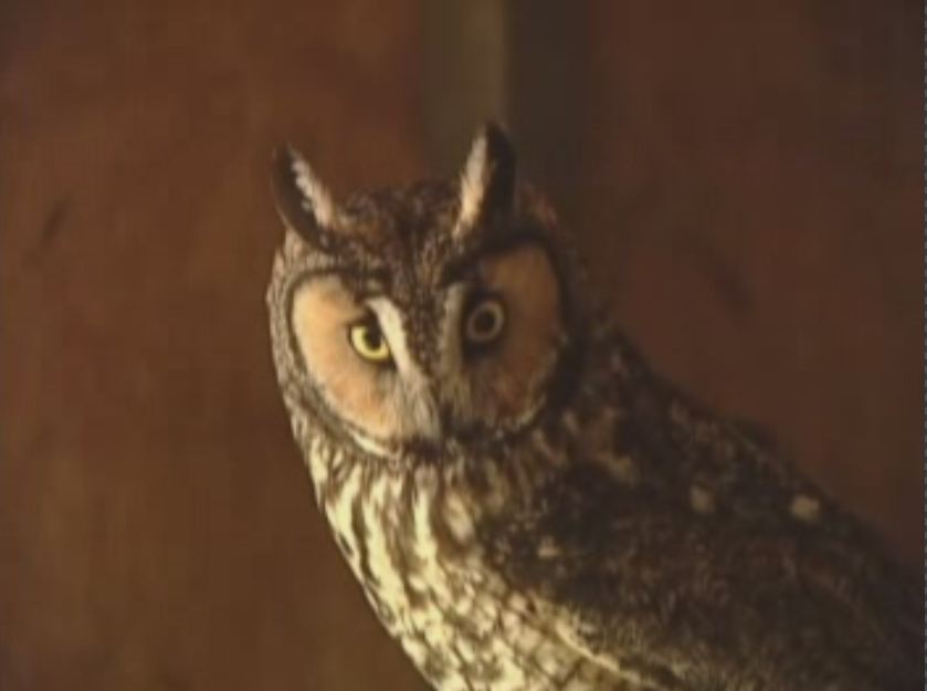 SORCO Owl.