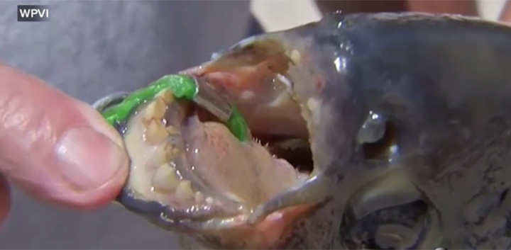 A rare South American fish, known for its human-like teeth, was caught in a pond in New Jersey last weekend.