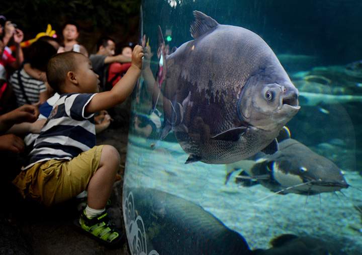 A young boy views a Pacu fish at the Beijing Aquarium on May 30, 2012.