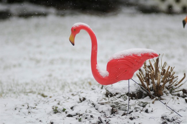 FILE - In a Feb. 8, 2012 file photo, a light snow falls on a pink plastic lawn flamingo.