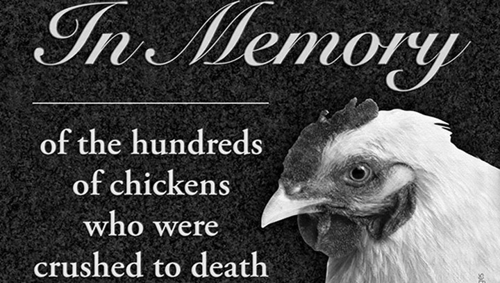 PETA wants Sask. government to place roadside memorial at site of Highway 5 crash where chickens killed.