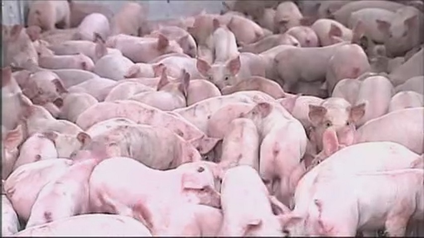 VIDO-InterVac researchers attempt worldwide first in fight against Zika virus - image