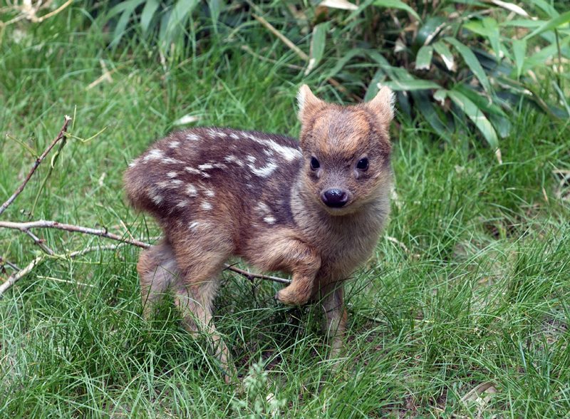 In this May 27, 2015 photo provided by the Wildlife Conservation Society, a southern pudu fawn walks in its enclosure at the Queens Zoo in New York. The male southern pudu fawn, the world's smallest deer species, was born May 12 at the Queens Zoo. Southern pudus tend to be around a foot tall at the shoulder. When they're born, they're only 6 inches high, and weigh less than a pound. 