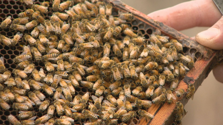 50K bees removed from walls of Ontario home - image