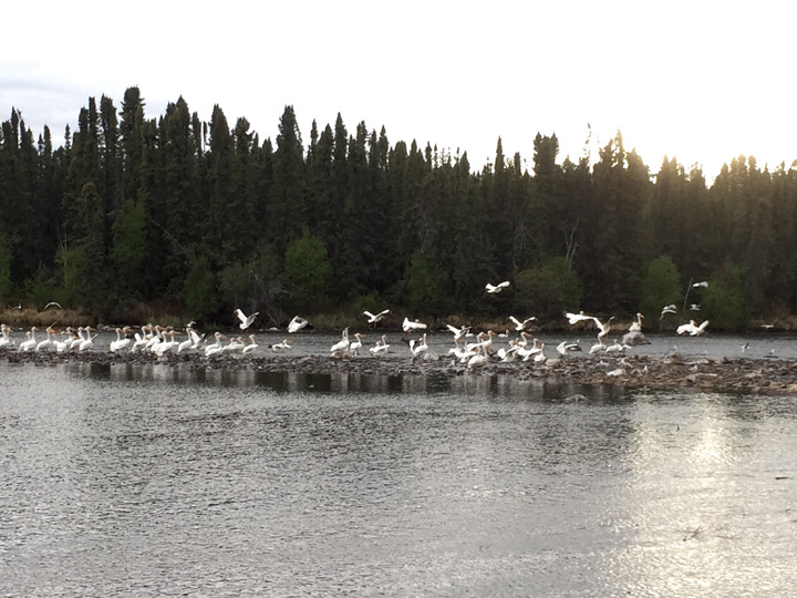 June 7: This Your Saskatchewan photo was taken by Merrill Donson at Descharme Lake.