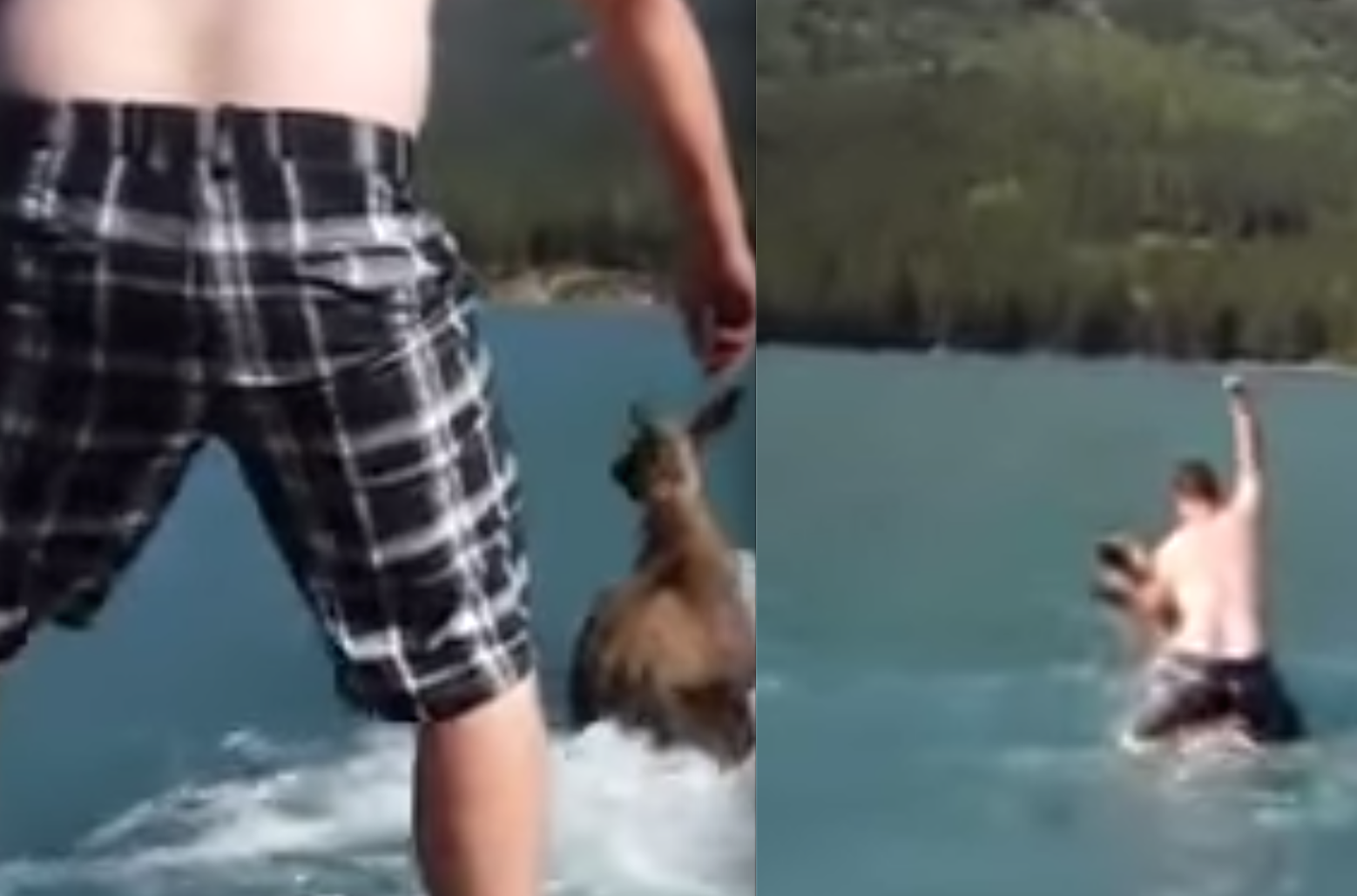 Riding A Moose