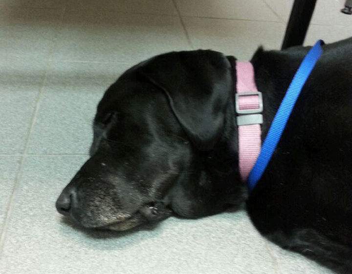 Maggie, a seven-year-old Labrador retriever is fighting for her life.