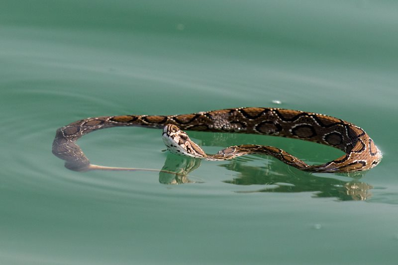 A Russell's viper snake swimming in the Indian Ocean.