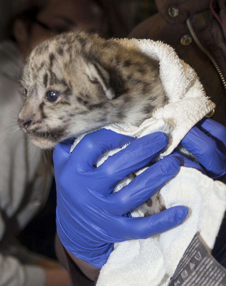 Zoo shows off snow leopard babies - Winnipeg