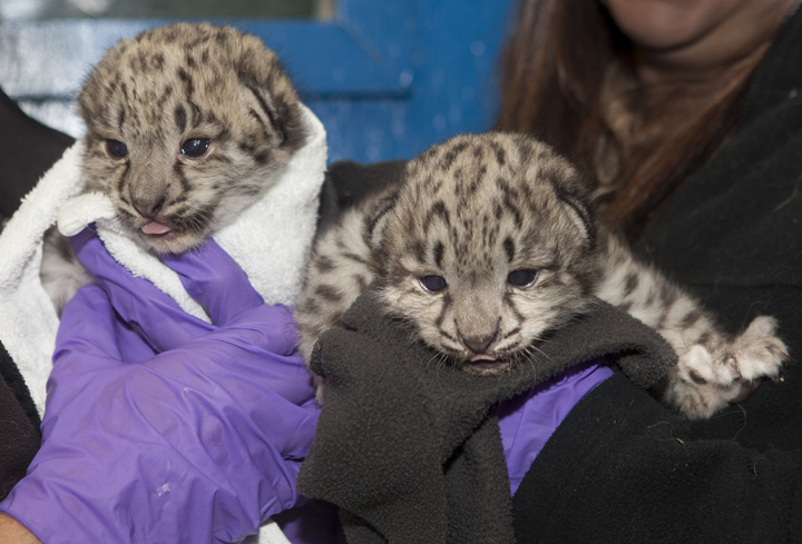 snow leopard cubs Assiniboine Park Zoo Winnipeg