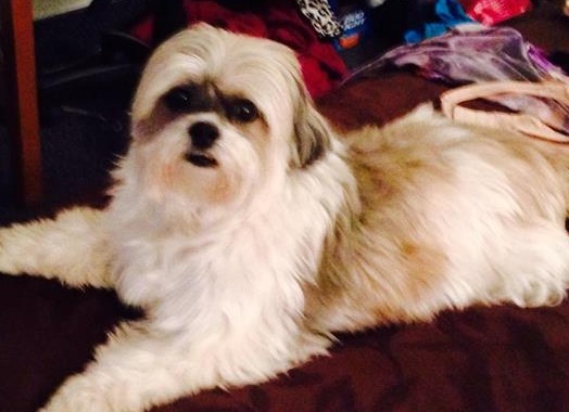 Owner looking for missing dog after going into medical distress - image