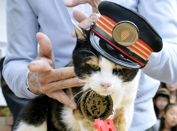 In this April 29, 2015 photo, Tama, a cat stationmaster, Japan’s feline star of a struggling local railway, receives a birthday cake on her 16th birthday in Kinokawa, Wakayama Prefecture, western Japan. Tama was mourned by company officials and fans and elevated into a goddess at a funeral Sunday, June 28, 2015. Tama died of heart failure on June 22.