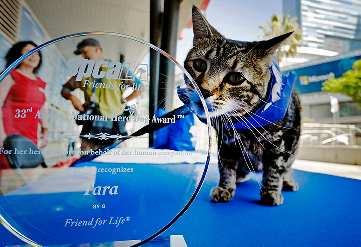 Tara, a 7-year-old adopted cat, poses for a photo with her award prior to being presented with the 33rd Annual National Hero Dog Award in Los Angeles, Friday, June 19, 2015. 
