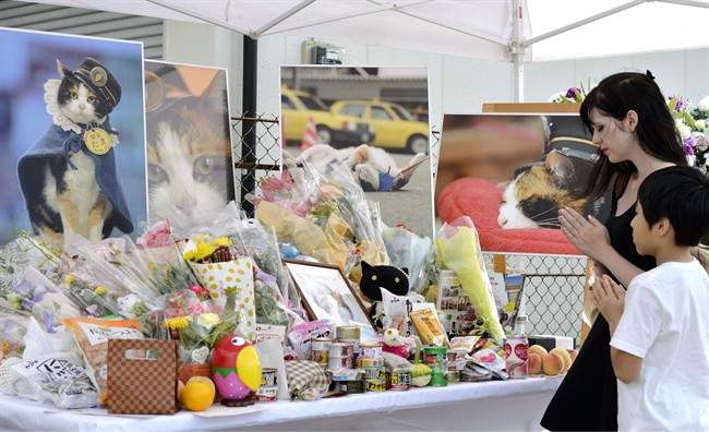 People pray in front of an altar especially set up for the funeral of Tama, a cat stationmaster, in Kinokawa City, Wakayama Prefecture, western Japan, Sunday, June 28, 2015.