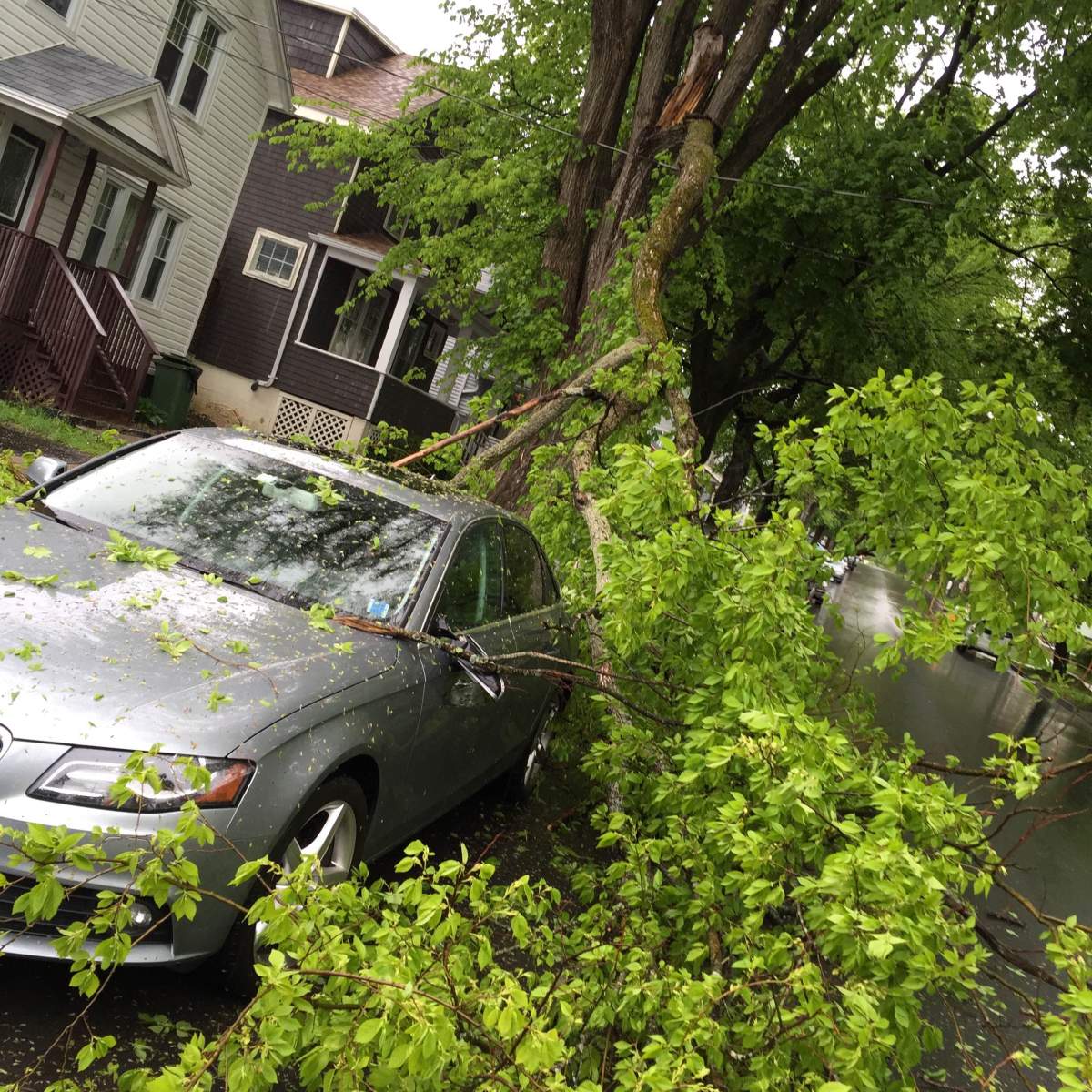 A photo submitted by Mike Cormier showing the limb that fell and damaged his car.