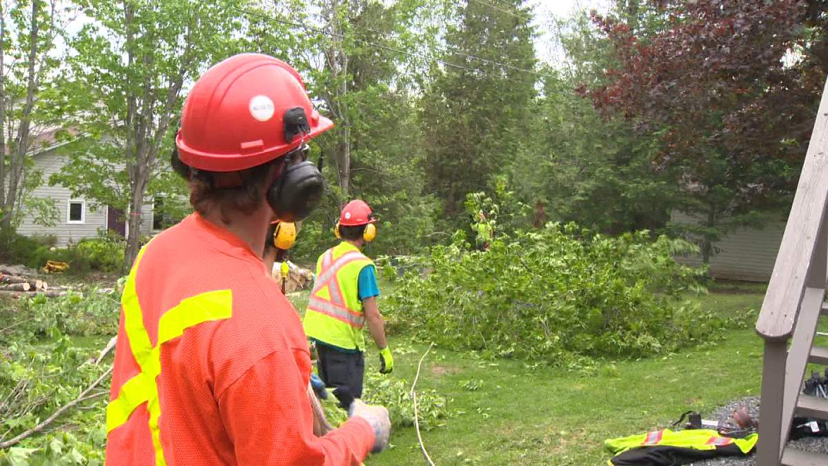 Crews work pull down a tree in a homeowner’s yard.