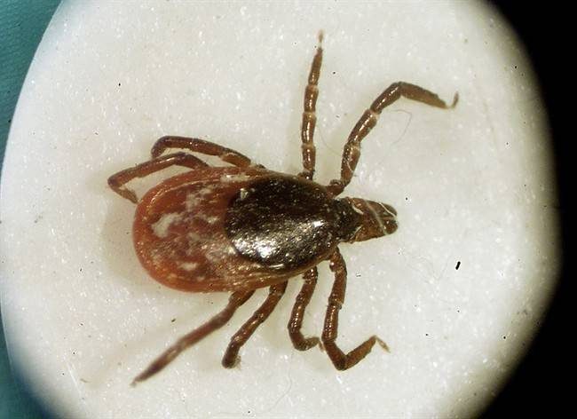 the concept of "warm weather-driven parasite control season" has been turned on its head with the ongoing expansion of tick populations in Canada.
