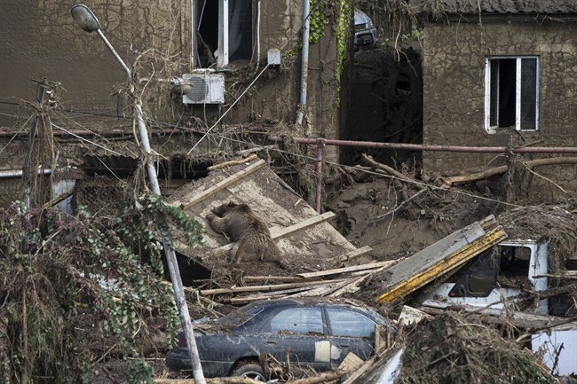 The body of a bear lies next to destroyed cars at a flooded zoo in Tbilisi, Georgia, Monday, June 15, 2015. 