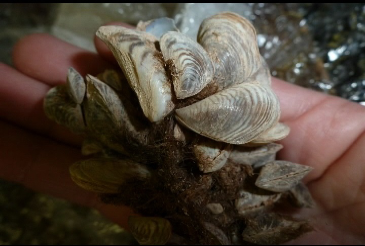 Inspection catches dead invasive mussels in B.C. - image