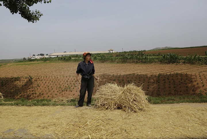 In this June 24, 2015, photo, a farmer stands in front of a field in South Hwanghae, North Korea. There has been almost no rain in this part of the country, according to farmers and local officials interviewed by The Associated Press. While the situation in the area that the AP visited looks grim, it is unclear how severe the drought is in the rest of the country. (AP Photo/Wong Maye-E).