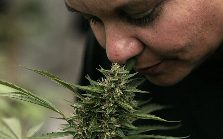 Cecilia Heyder, who suffers from systemic lupus and was also diagnosed with breast cancer in 2011, smells a marijuana plant during a press presentation of a legal medicinal marijuana plantation in the La Florida municipality of Santiago, Chile. 