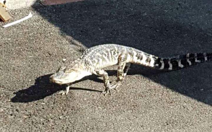 In this Thursday, July 23, 2015 photo provided by the NYPD, an alligator crosses Ninth Avenue in Manhattan's Inwood neighborhood of New York.
