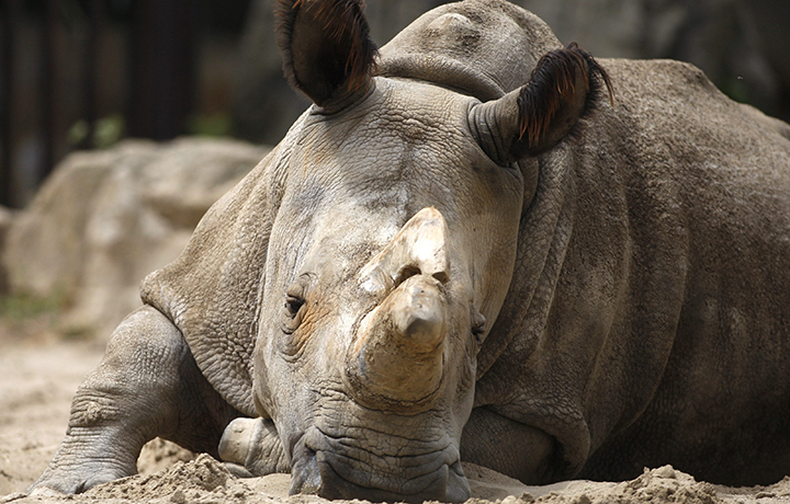 The female rhino Nabire, belived to be one of the last five white rhinoceroses in the world, died in the Czech Zoological Garden in Dvur Kralove.
