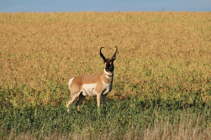July 30: Heather Keller took this Your Saskatchewan picture of an antelope near Leader.