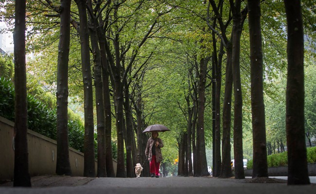 A woman uses an umbrella to shield herself from rain while walking a dog in Vancouver, B.C.