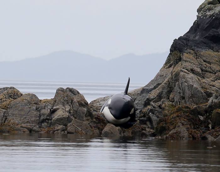The Beached orca whale near Hartley Bay.