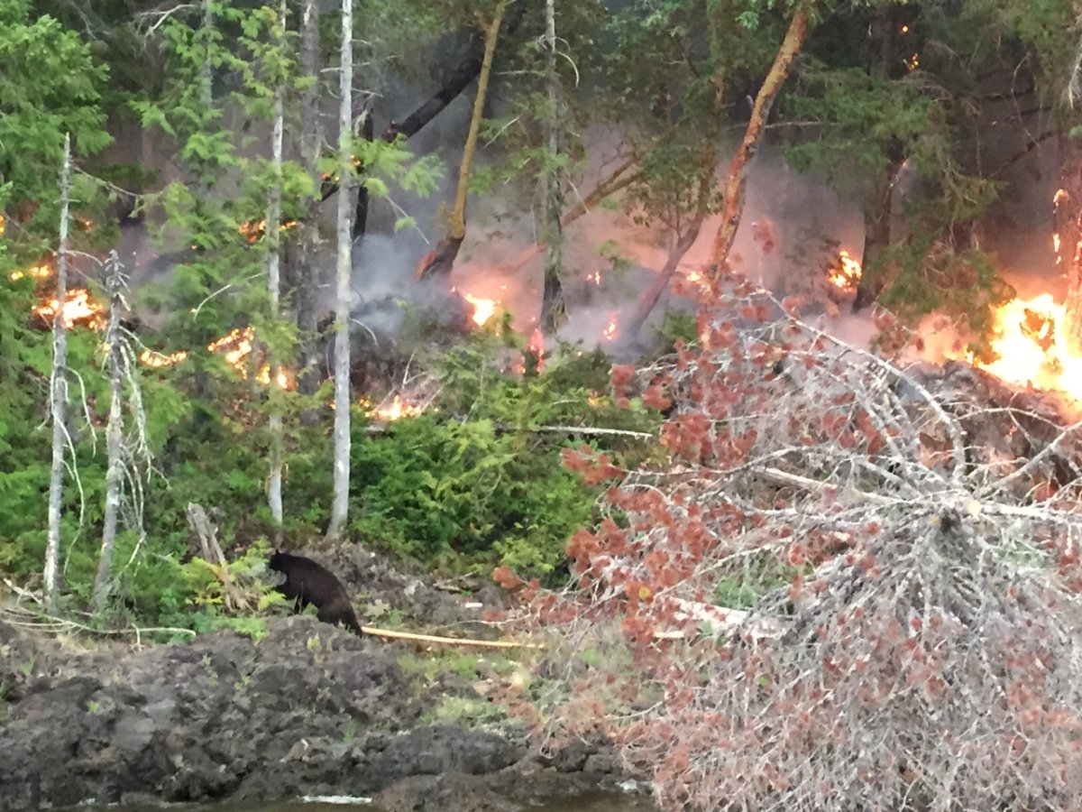The photo of a bear near the Dog Mountain fire is very popular online.