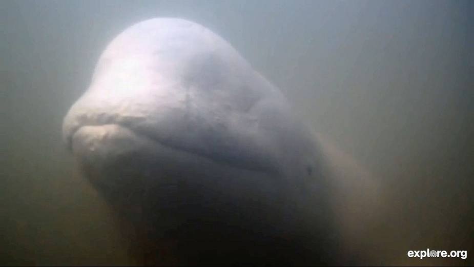 You can watch live as beluga whales make their 800 kilometre summer migration. 
