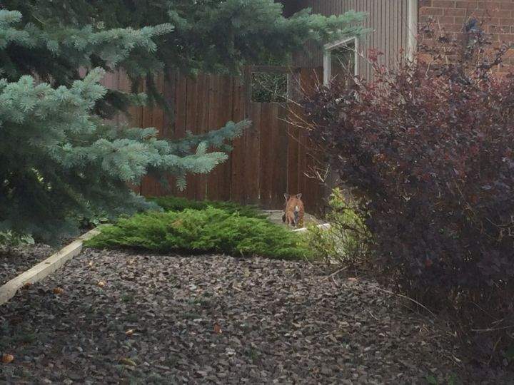 Bobcat spotted in southwest Calgary backyard - image