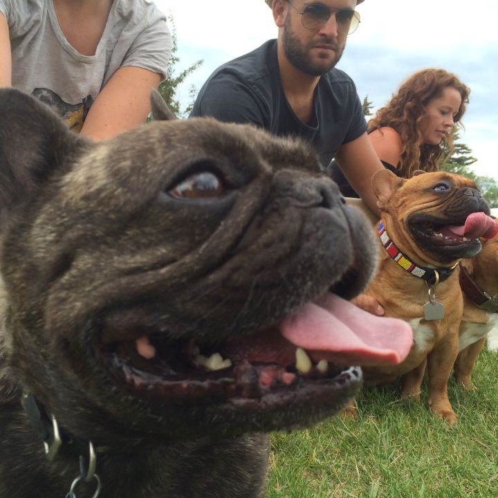 Bulldogs getting ready for Calgary’s “Running of the Bulls” on July 25, 2015.