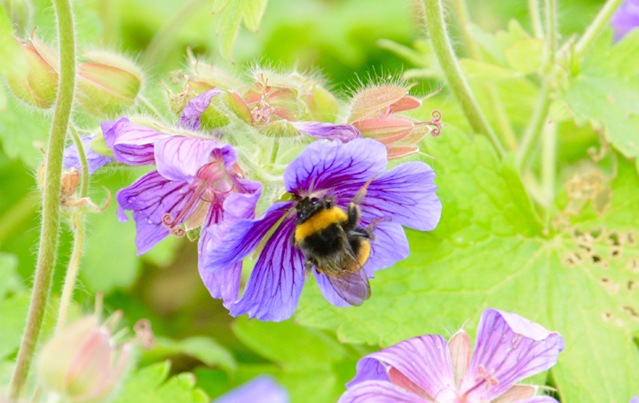 Climate change killing off bumblebees at alarming rate: study - image