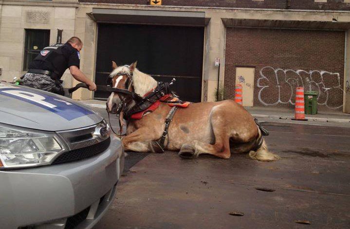 A horse fell at Peel and Notre-Dame during rush hour on Tuesday, July 14, 2015.