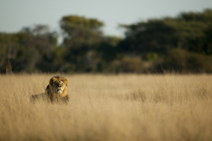 Cecil the lion, pictured in an undated photo from the Wildlife Conservation Research Unit at Oxford University.