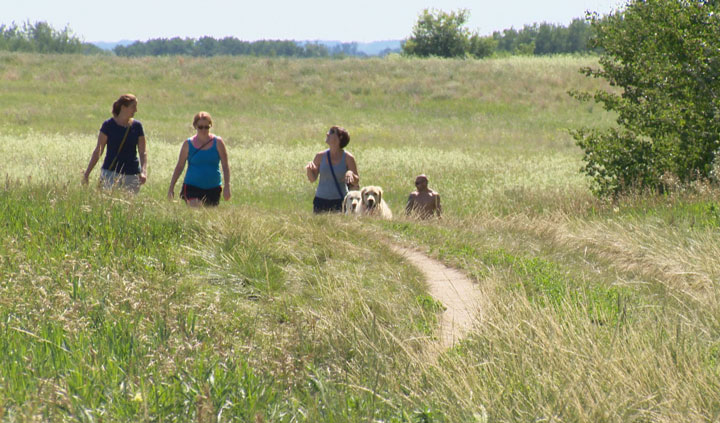 Chief Whitecap Park, southwest of Saskatoon, is a popular destination for dogs to run, off-leash, supervised by their owners.