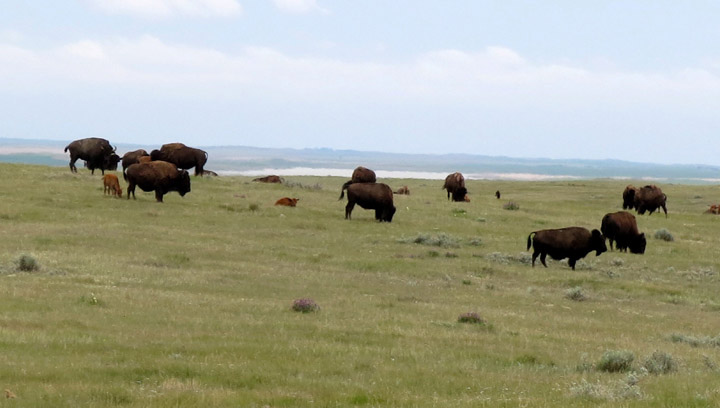 A herd of Prairie bison graze on the Old Man on His Back Prairie and Heritage Conservation Area south of Swift Current, Sask., on June 18, 2015. The bison, once hunted to near extinction, were reintroduced to the area in 2003.