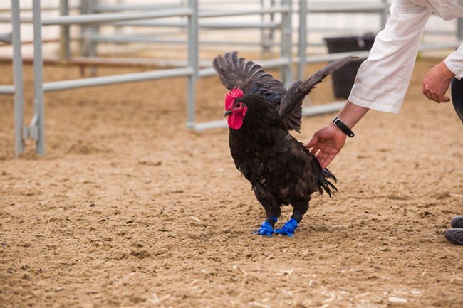Foghorn, a rooster who lost his feet to frostbite, walks with new prosthetic legs created on 3D printer and designed by Schulich School of Engineering University of Calgary student Douglas Kondro in conjunction with Dr. Daniel Pang with the University of Calgary Faculty of Veterinary Medicine in this undated handout photo. 