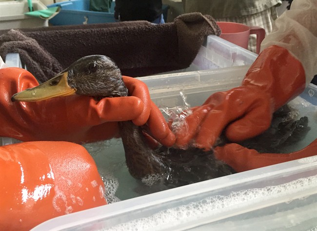 Last of oil-covered ducks to be released back into Mimico Creek - image