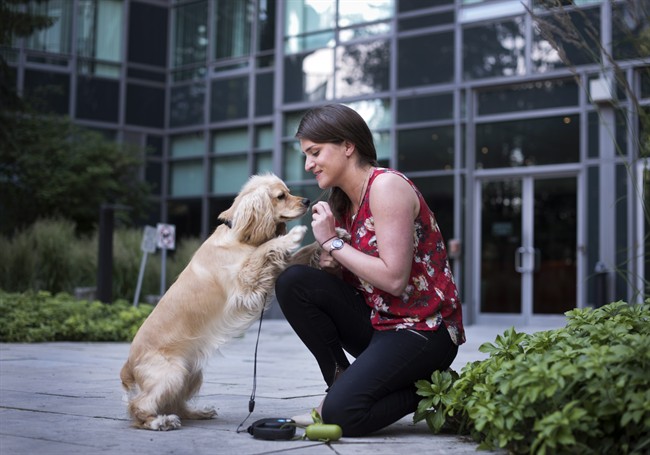 Pet sitters a click away with online services