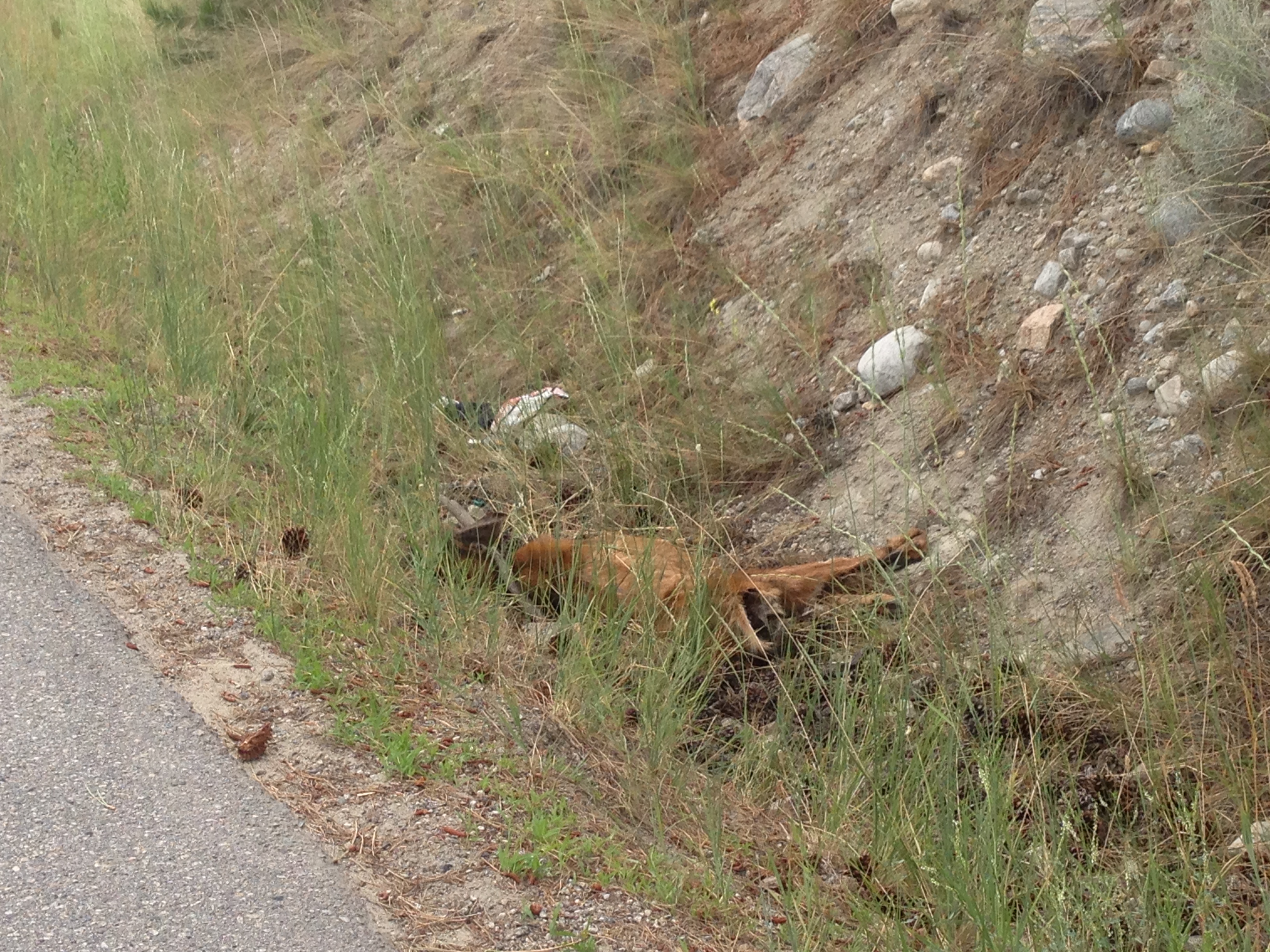 Deer carcass ditched near Penticton | Globalnews.ca