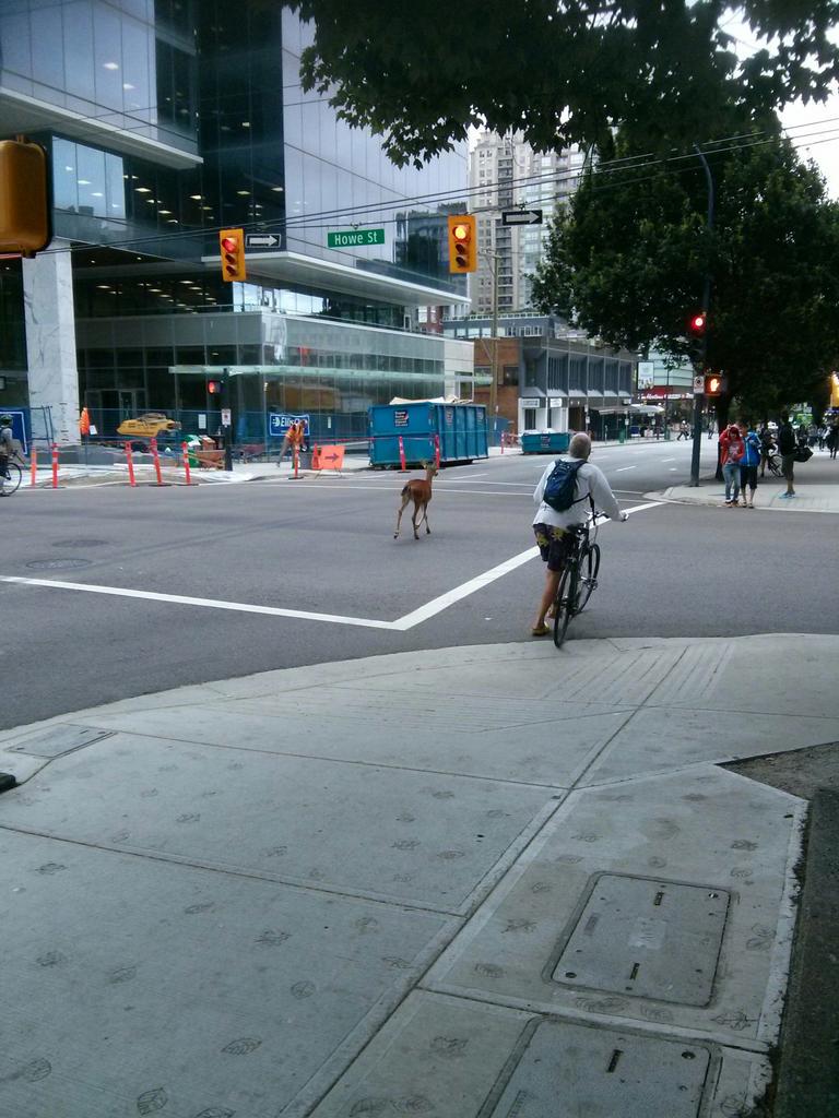 Young deer spotted roaming around downtown Vancouver.