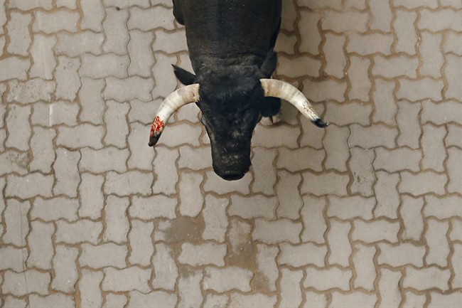 A 'Jose Escolar Gil' ranch fighting bull runs with his horn stained with blood after goring a reveler during the daily morning running of the bulls of the San Fermin festival in Pamplona, Spain, Saturday, July 11, 2015.