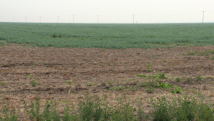 Provincial, federal governments announce additional measures to help Sask. producers dealing with dry conditions.